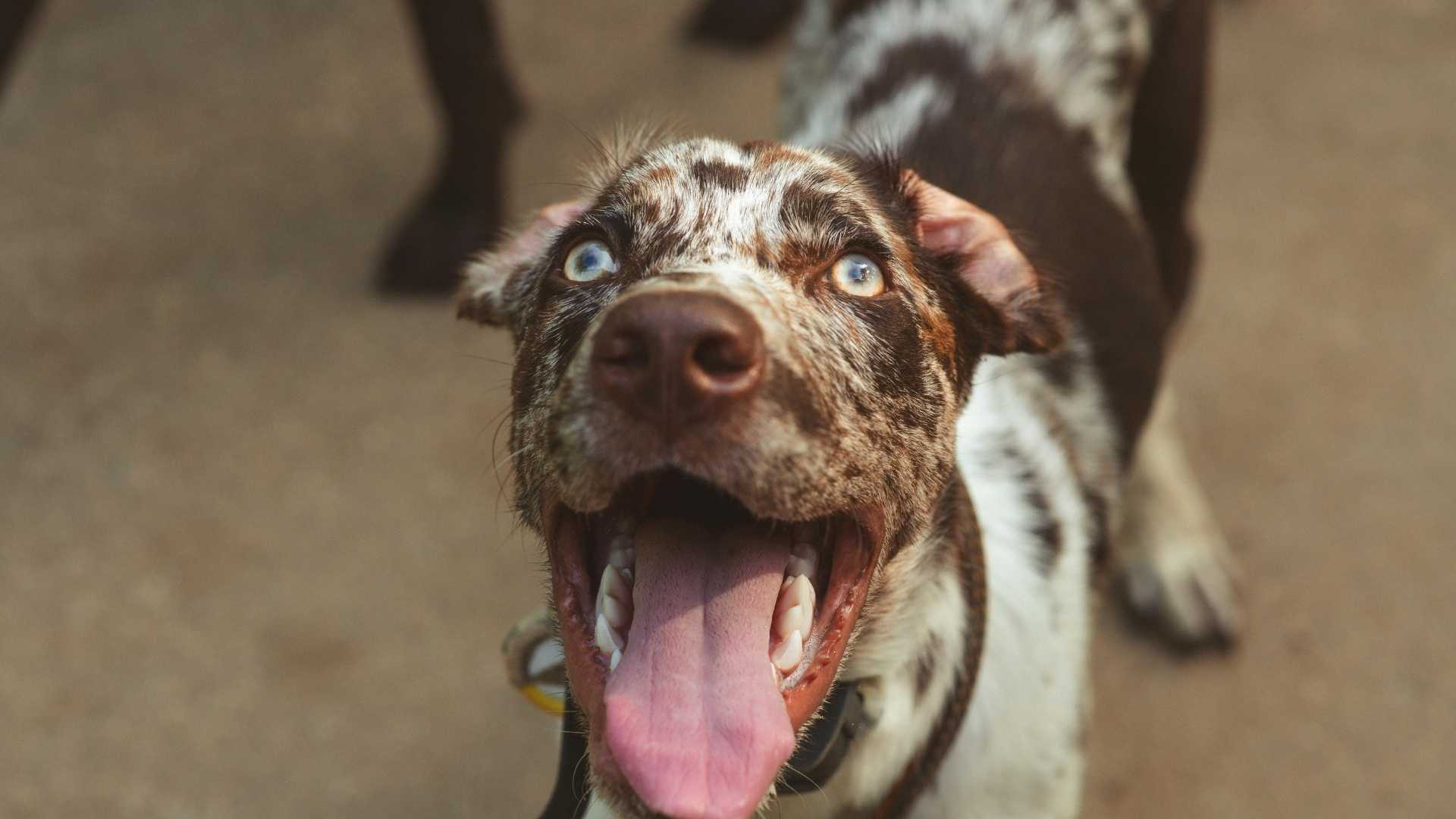 perro sobrepasado